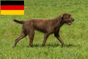 Scopri di più sull'articolo Allevatori di Pudelpointer e cuccioli in Germania