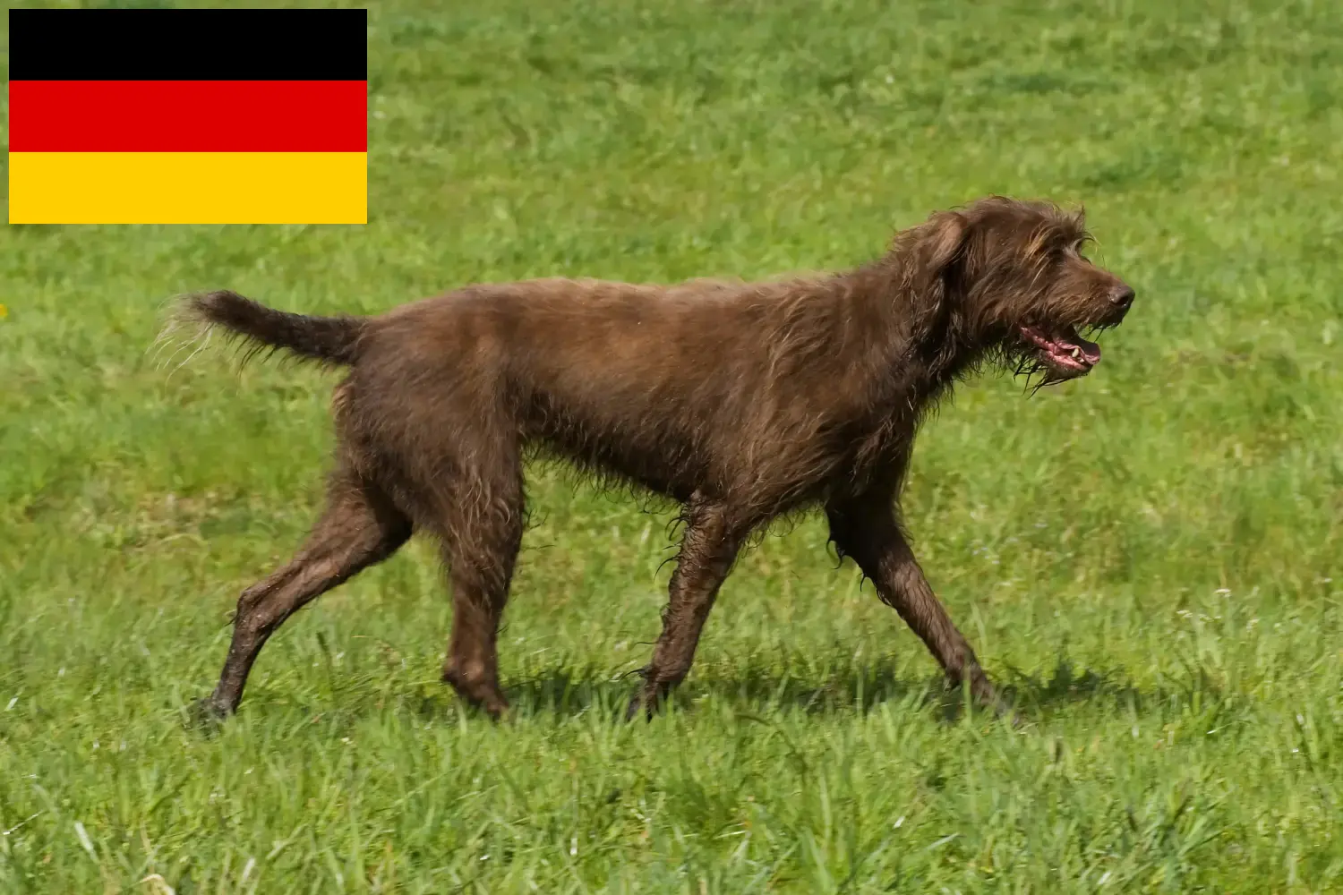 Scopri di più sull'articolo Allevatori di Pudelpointer e cuccioli in Germania