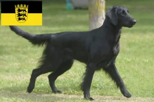 Scopri di più sull'articolo Allevatori e cuccioli di Flat Coated Retriever in Baden-Württemberg
