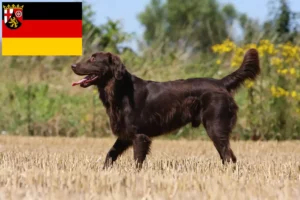 Scopri di più sull'articolo Allevamenti e cuccioli di Flat Coated Retriever in Renania-Palatinato