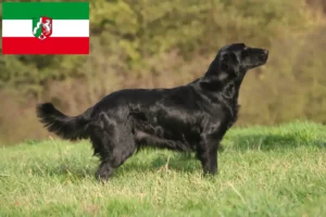 Scopri di più sull'articolo Allevatori di Flat Coated Retriever e cuccioli in Nord Reno-Westfalia