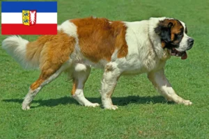 Scopri di più sull'articolo Allevatori di San Bernardo e cuccioli in Schleswig-Holstein