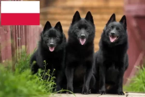 Scopri di più sull'articolo Allevatori di Schipperke e cuccioli in Polonia