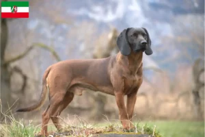 Scopri di più sull'articolo Allevatori di cani da montagna bavaresi e cuccioli in Nord Reno-Westfalia