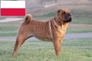 Scopri di più sull'articolo Allevatori di Shar-Pei e cuccioli in Polonia