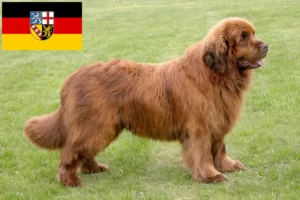 Scopri di più sull'articolo Allevatori e cuccioli di Terranova in Saarland