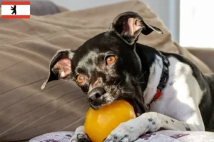 Scopri di più sull'articolo Allevatore di Terrier Brasiliano e cuccioli a Berlino