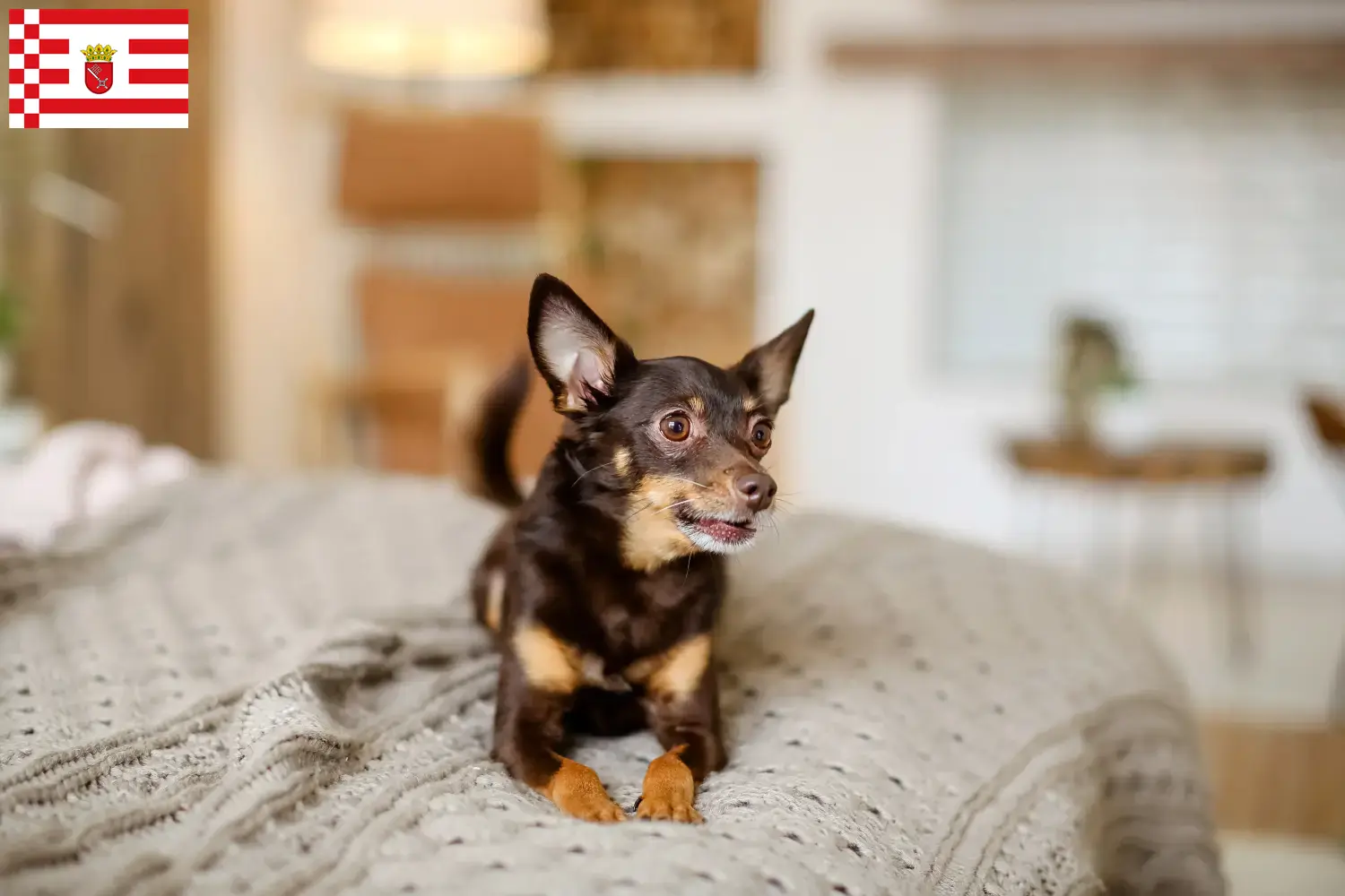 Cuccioli di English Toy Terrier e allevatori Bremen Trova qui gli allevatori di English Toy Terrier a Brema.