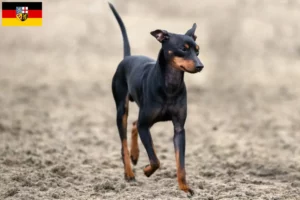 Scopri di più sull'articolo Allevatori e cuccioli di English Toy Terrier in Saarland