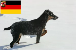 Scopri di più sull'articolo Allevatori e cuccioli di Terrier Tedesco da Caccia in Renania-Palatinato