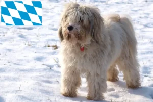 Scopri di più sull'articolo Allevatori di Tibetan Terrier e cuccioli in Baviera