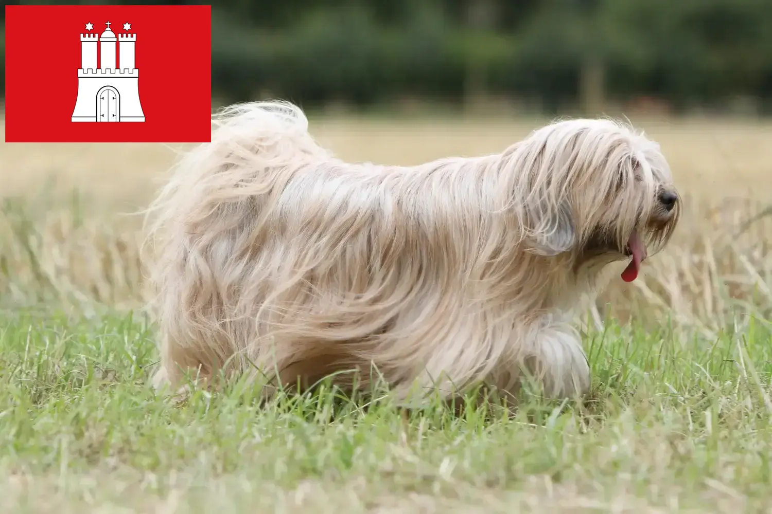 Cuccioli di Tibetan Terrier e allevatori di Amburgo Trova qui gli allevatori di Tibetan Terrier a Amburgo.