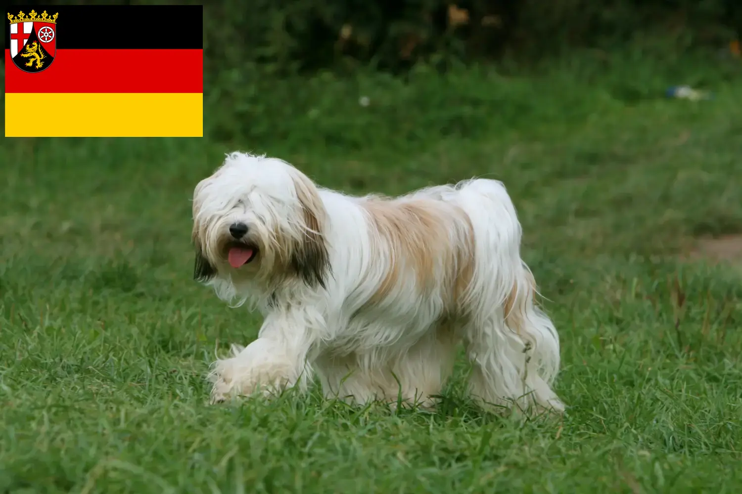 Cuccioli di Tibetan Terrier e allevatori della Renania-Palatinato Trova gli allevatori di Tibetan Terrier in Renania-Palatinato.