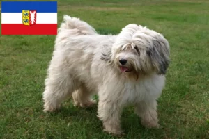 Scopri di più sull'articolo Allevatori di Tibetan Terrier e cuccioli in Schleswig-Holstein