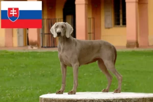 Scopri di più sull'articolo Allevatori di Weimaraner e cuccioli in Slovacchia