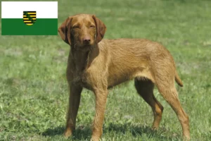 Scopri di più sull'articolo Allevatori di Magyar Vizsla e cuccioli in Sassonia