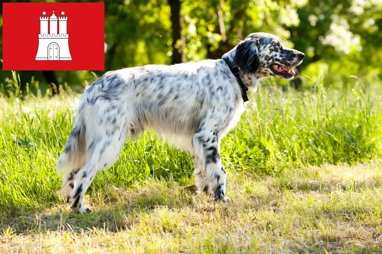 Scopri di più sull'articolo Allevatori di Setter Inglese e cuccioli a Amburgo