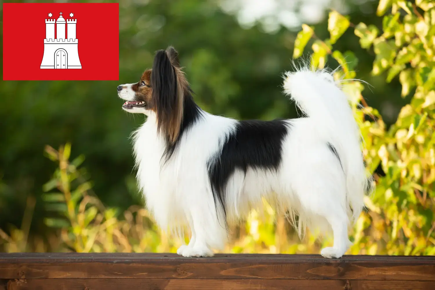 Scopri di più sull'articolo Allevatore di Spaniel Nani Continentali e cuccioli ad Amburgo