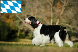 Scopri di più sull'articolo Allevatori di Springer Spaniel Inglese e cuccioli in Baviera