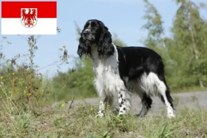 Scopri di più sull'articolo Allevatori di Springer Spaniel Inglese e cuccioli a Brandeburgo