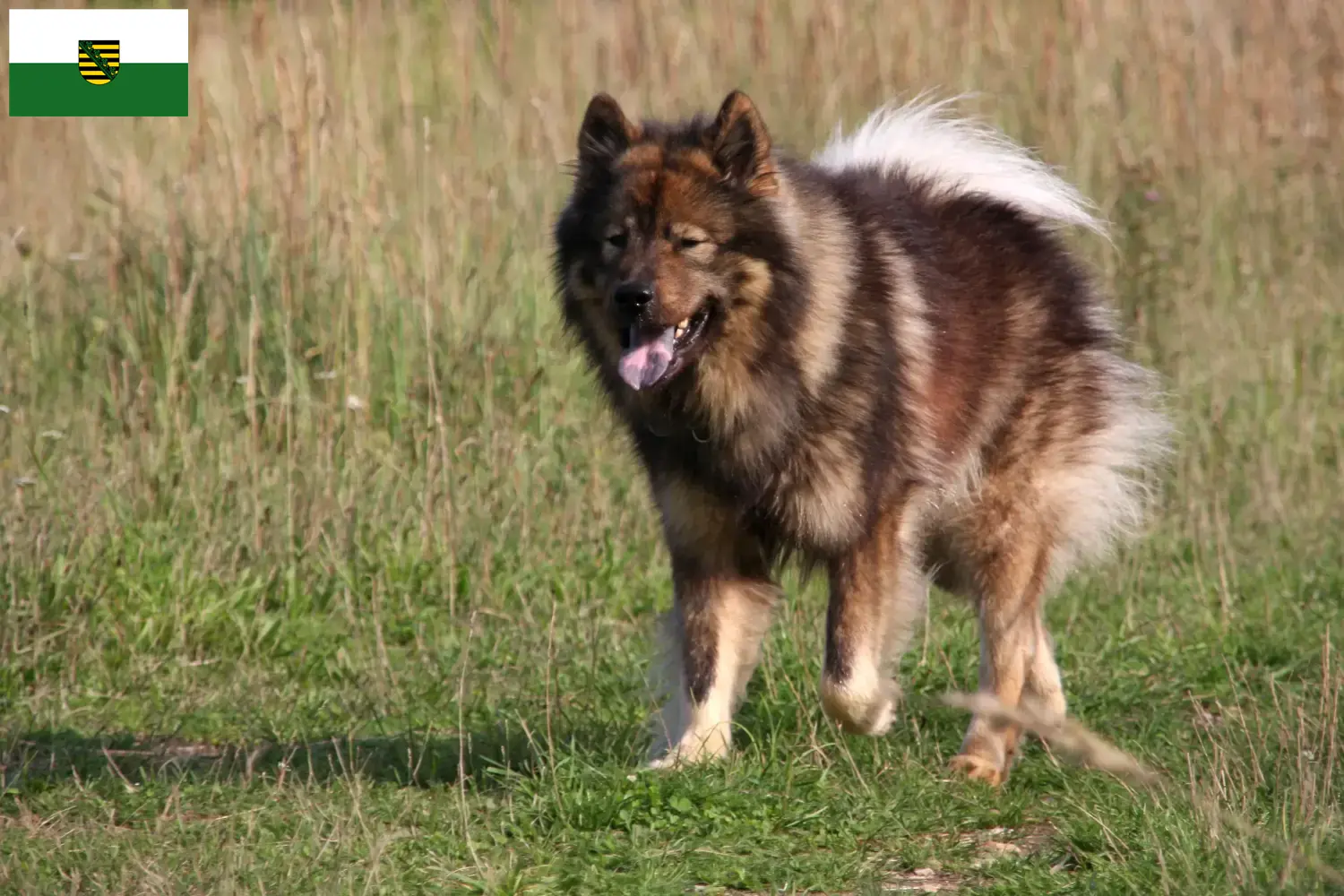 Cuccioli Eurasier e allevatori Sassonia Qui potete trovare gli allevatori di Eurasier in Sassonia.