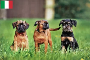 Scopri di più sull'articolo Allevatori e cuccioli di Griffone Belga Nano in Italia