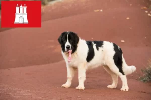 Scopri di più sull'articolo Allevatori di Landseer e cuccioli a Amburgo