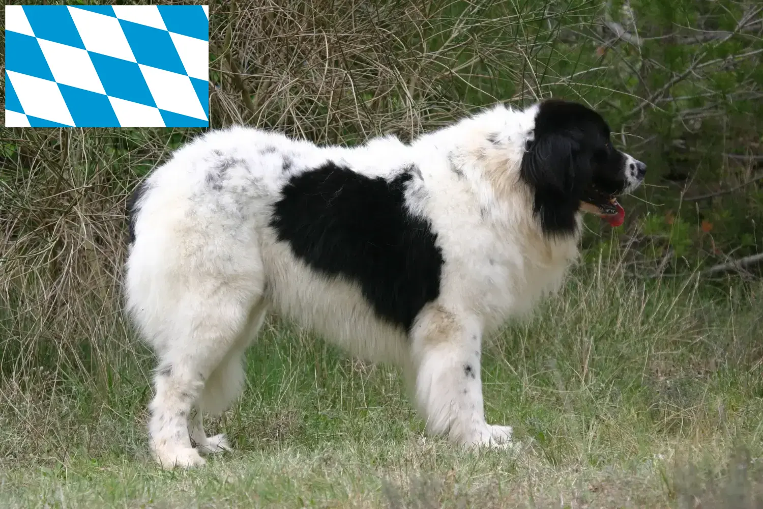 Scopri di più sull'articolo Allevatori di Landseer e cuccioli in Baviera
