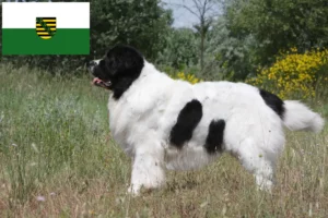 Scopri di più sull'articolo Allevatori e cuccioli di Landseer in Sassonia