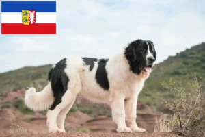 Scopri di più sull'articolo Allevatori di Landseer e cuccioli in Schleswig-Holstein