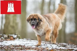 Scopri di più sull'articolo Allevatori e cuccioli di Leonberger a Amburgo