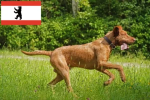 Scopri di più sull'articolo Allevatori di Magyar Vizsla e cuccioli a Berlino