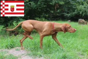 Scopri di più sull'articolo Allevatori di Magyar Vizsla e cuccioli a Brema