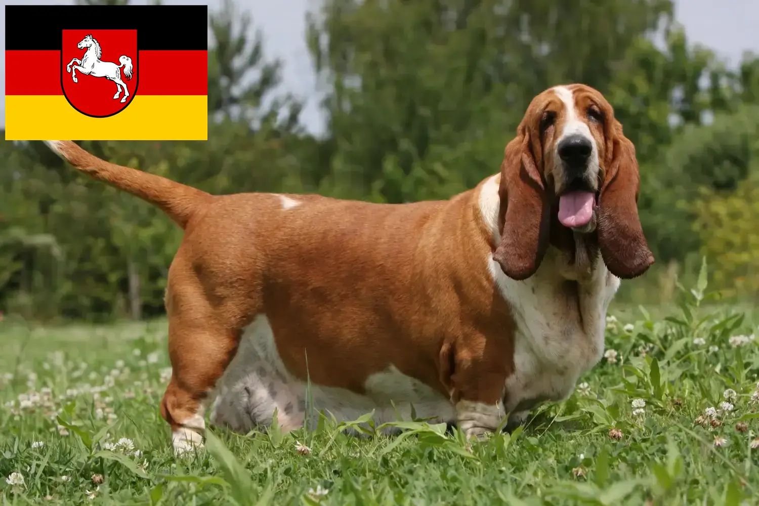 Cuccioli di Basset Hound e allevatori Bassa Sassonia Qui potete trovare gli allevatori di Basset Hounds in Bassa Sassonia.