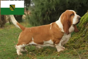 Scopri di più sull'articolo Allevatori di Basset Hound e cuccioli in Sassonia