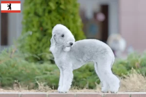 Scopri di più sull'articolo Allevamenti di Bedlington Terrier e cuccioli a Berlino