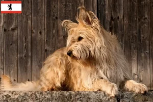 Scopri di più sull'articolo Allevatori e cuccioli di Berger de Picardie a Berlino