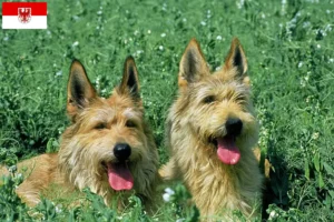 Scopri di più sull'articolo Allevatori di Berger de Picardie e cuccioli a Brandeburgo
