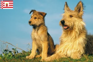 Scopri di più sull'articolo Allevatori e cuccioli di Berger de Picardie a Brema