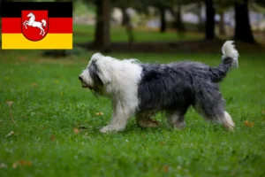 Scopri di più sull'articolo Allevatori di Bobtail e cuccioli in Bassa Sassonia