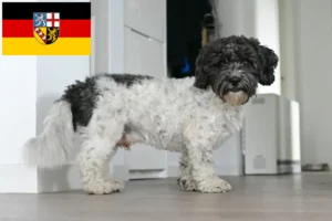 Scopri di più sull'articolo Allevatori di Bolonka Zwetna e cuccioli in Saarland