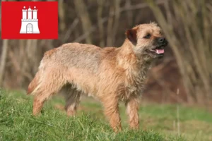 Scopri di più sull'articolo Allevatori di Border Terrier e cuccioli a Amburgo