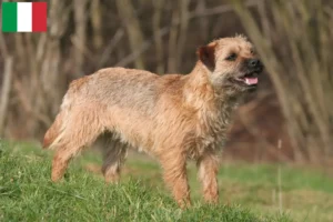 Scopri di più sull'articolo Allevamenti e cuccioli di Border Terrier in Italia