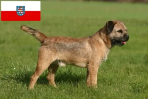 Scopri di più sull'articolo Allevatori di Border Terrier e cuccioli in Turingia