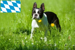 Scopri di più sull'articolo Allevatori di Boston Terrier e cuccioli in Baviera
