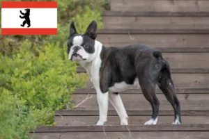 Scopri di più sull'articolo Allevatori e cuccioli di Boston Terrier a Berlino