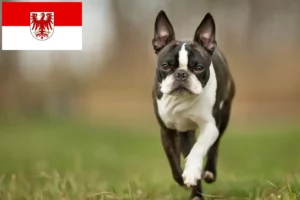 Scopri di più sull'articolo Allevatori di Boston Terrier e cuccioli a Brandeburgo