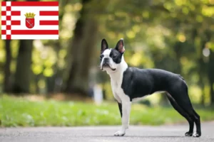 Scopri di più sull'articolo Allevatori di Boston Terrier e cuccioli a Brema
