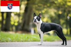 Scopri di più sull'articolo Allevatori di Boston Terrier e cuccioli a Hessen