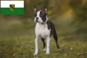 Scopri di più sull'articolo Allevatori di Boston Terrier e cuccioli in Sassonia